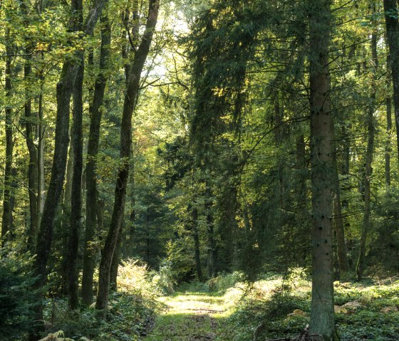 Through the forest on the Hinterbüsch-Pfad hiking tour, © Eifel Tourismus GmbH/D.Ketz