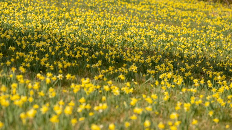 Een veld vol bloeiende narcissen in stralend geel. De bloemen strekken zich ver over de wei uit en creëren een vrolijke sfeer.