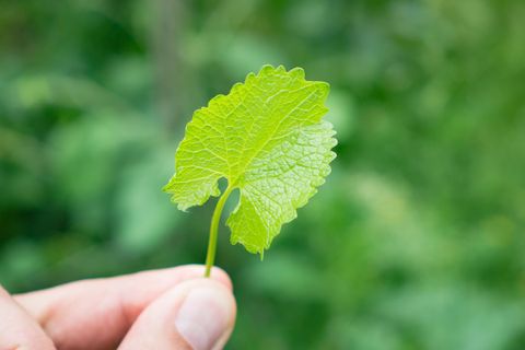 Een groene blad wordt vastgehouden door een hand. De achtergrond is onscherp en toont meer groene planten.