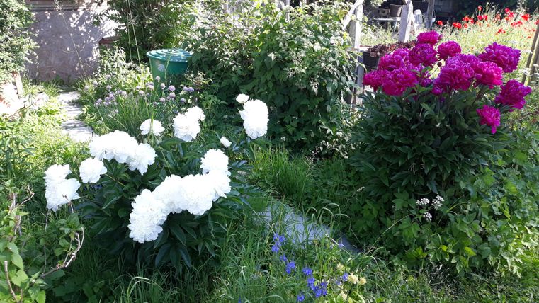 A garden with colorful flowers. White peonies stand next to bright red and purple flowers, surrounded by green grass.