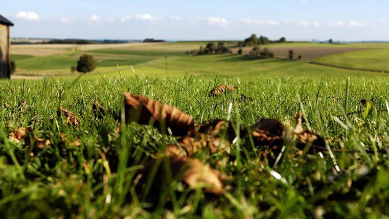 Een groene weide met gedroogde bladeren op de voorgrond. Op de achtergrond strekken zich zachte heuvels uit en een heldere lucht.