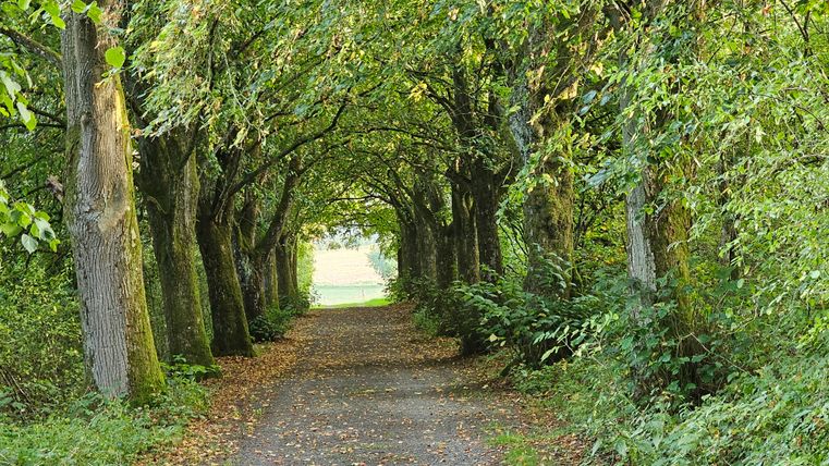 Ein schattiger Waldweg mit hohen Bäumen, die ein dichtes Blätterdach bilden. Der Boden ist mit Laub bedeckt.