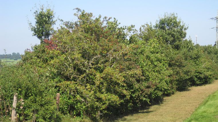 Grüne Hecken und Bäume säumen einen gemähten Weg in der Eifel unter klarem Himmel.