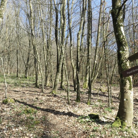 Wegweiser Ringwall, &copy; TI Kelberg