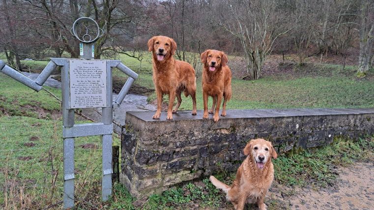 Two Golden Retrievers are standing on a wall next to a metal sign. In the background, you can see a green meadow and some trees.
