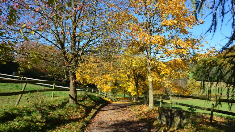 Ein malerischer Weg, umgeben von Bäumen mit goldenem Herbstlaub. Der klare blaue Himmel ergänzt die idyllische Landschaft.