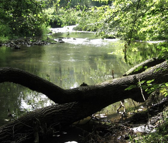 115_1503, &copy; a wiewesch