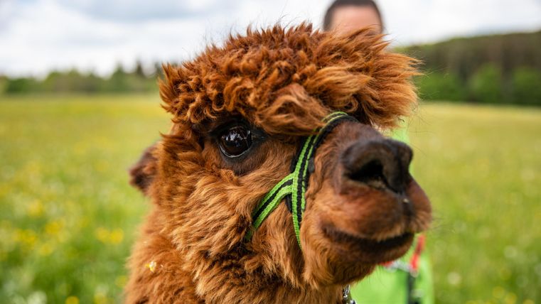 Een fluffy alpaca met een bruine vacht staat op een bloeiende wei. Op de achtergrond is een persoon te zien.