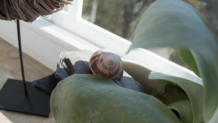 Eine kleine Schnecke liegt auf einem grauen Stein, umgeben von grünen Blättern. Im Hintergrund sind helle Fenster zu sehen, die viel Licht hereinlassen.
