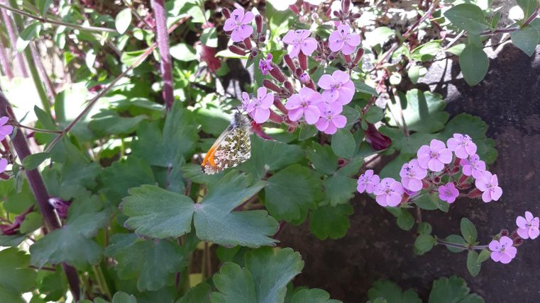 A butterfly sits on colorful, pink flowers in a green bed. The plants surround the butterfly and give the scene a fresh and vibrant ambiance.