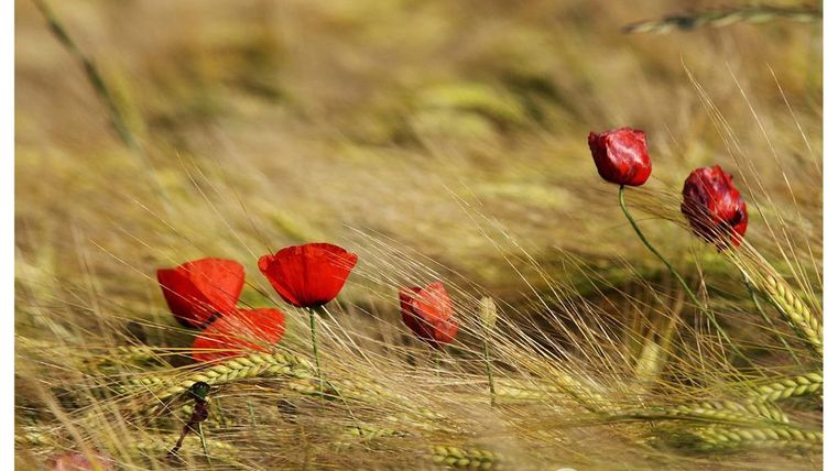 Een veld met gouden graanhalmen en felrode klaprozen. De kleuren creëren een harmonieuze en natuurlijke scène.