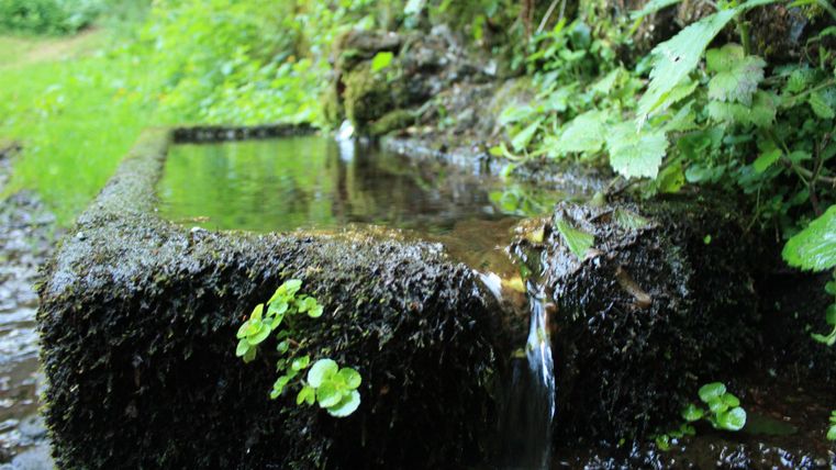 Ein kleiner Wasserlauf fließt über eine moosige Steinoberfläche. Umgeben von üppigem Grün und Pflanzen.