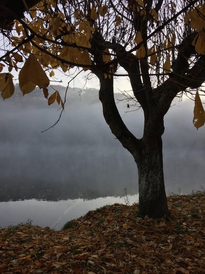 A tranquil lake, surrounded by mist and autumn leaves. A single tree stands at the shore and reflects in the surface of the water.
