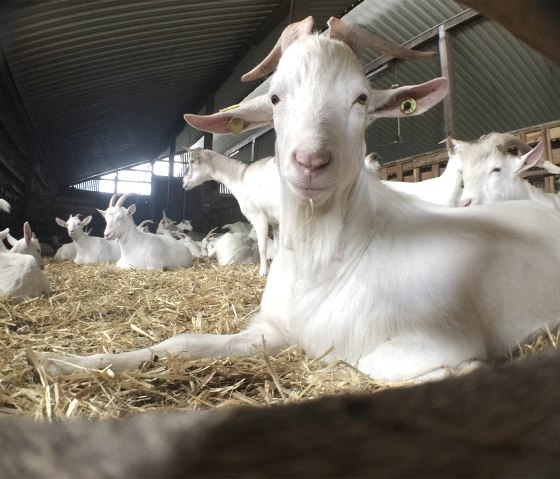 "Ziegenbock Chef", &copy; Andreas Goltz | phormat.de