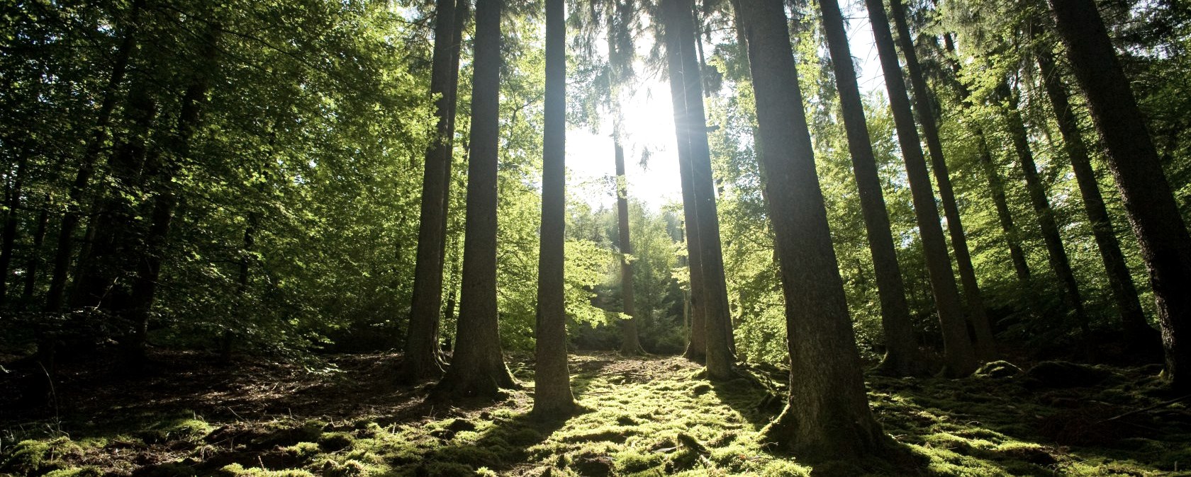 Meulenwald route: bosrijke wandelroute, © Eifel Tourismus GmbH/D. Ketz