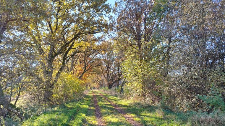 A picturesque path surrounded by colorful trees in autumn. The sun shines through the leaves, creating a tranquil atmosphere.