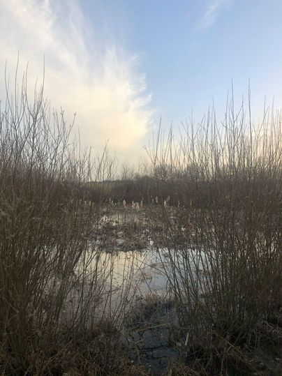 A tranquil landscape with reed-filled water and gentle hills in the background. The sky is clear with a few clouds.