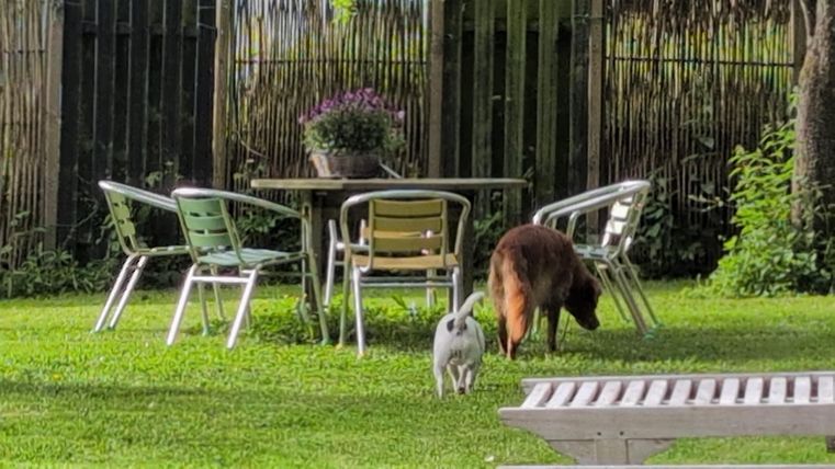 A dog and a cat are exploring a green garden. In the background, there are chairs and a table, surrounded by plants.