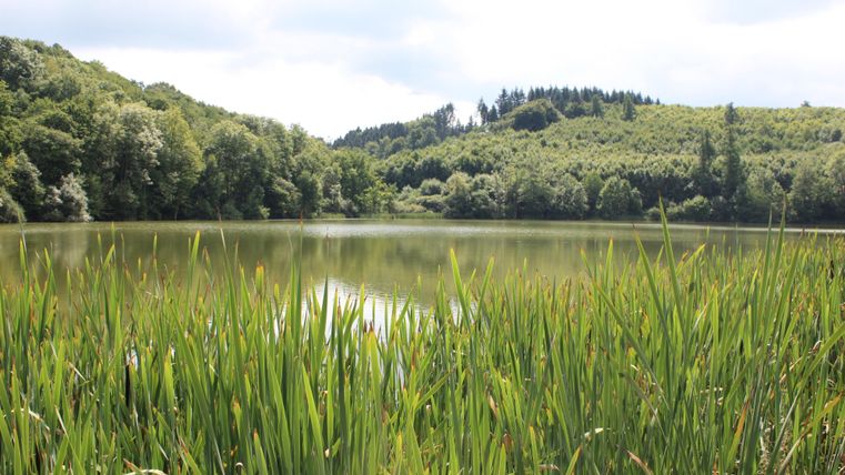 A tranquil lake surrounded by green meadows and trees. The sky is partly cloudy and reflects in the water.