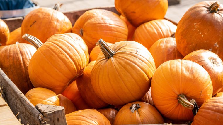 A large quantity of orange pumpkins in a wooden crate. The pumpkins are of different sizes and look fresh.