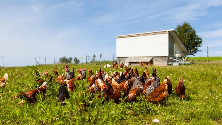 A group of chickens on a meadow with green grass. In the background, there is a small chicken coop under a clear blue sky.