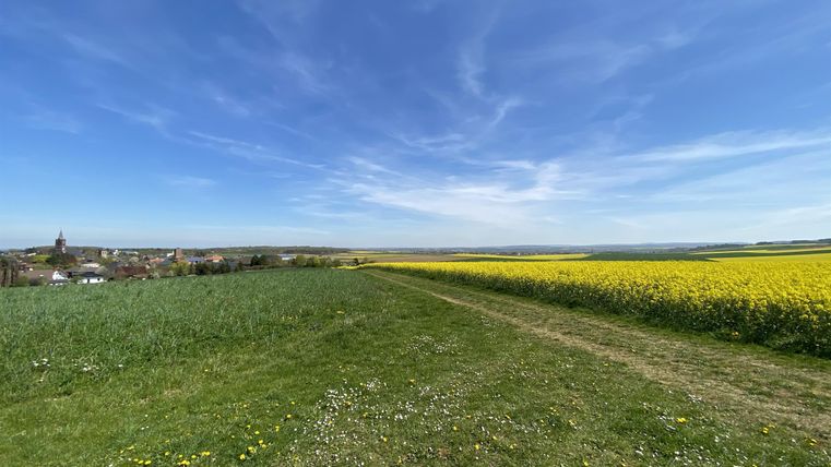 Eine grüne Wiese mit einem Weg, der in die Ferne führt. Rechts sieht man ein gelbes Rapsfeld unter einem klaren blauen Himmel.