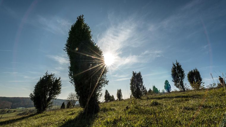 Ein sonniger Landschaft mit grünem Gras und mehreren Bäumen. Die Sonne strahlt hell am Himmel und erzeugt einen schönen Lichtschein.