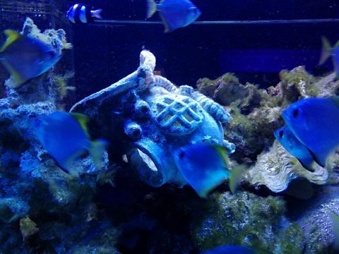A colorful underwater image featuring blue fish swimming around a decayed jug figure. The scene is vibrant and conveys a sense of marine tranquility.
