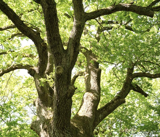 Alte Eiche Kelberg-Zerm&uuml;llen, &copy; TI Kelberg