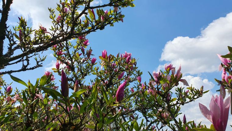 Blühende Magnolienbäume unter einem klaren blauen Himmel. Die rosa Blüten erzeugen eine angenehme und frische Atmosphäre.