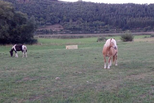 Twee paardjes grazen op een uitgestrekt weiland. Op de achtergrond zijn bomen en heuvels zichtbaar.