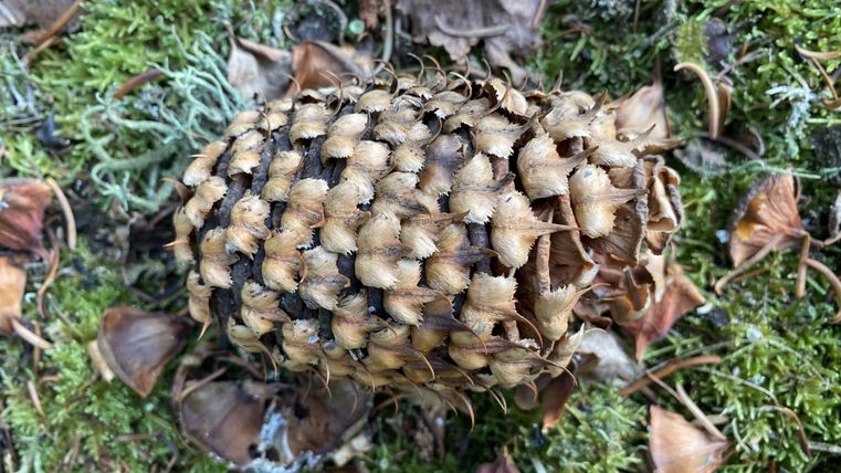 A pine cone lies on a moss-covered ground. Surrounding it are some dry leaves.