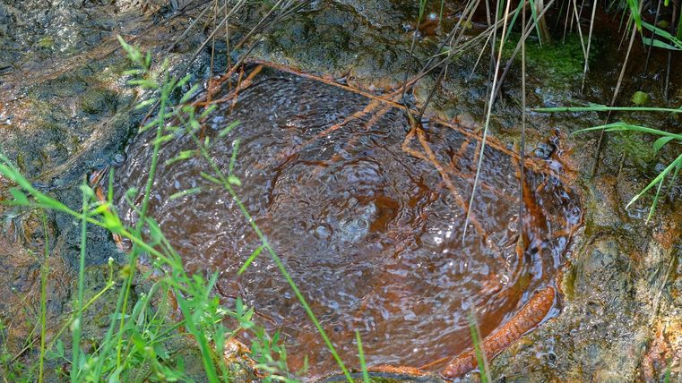 Ein Wasserloch auf dem Boden, umgeben von grünem Gras und Pflanzen. Die Wasseroberfläche zeigt Wellen und Bewegungen.