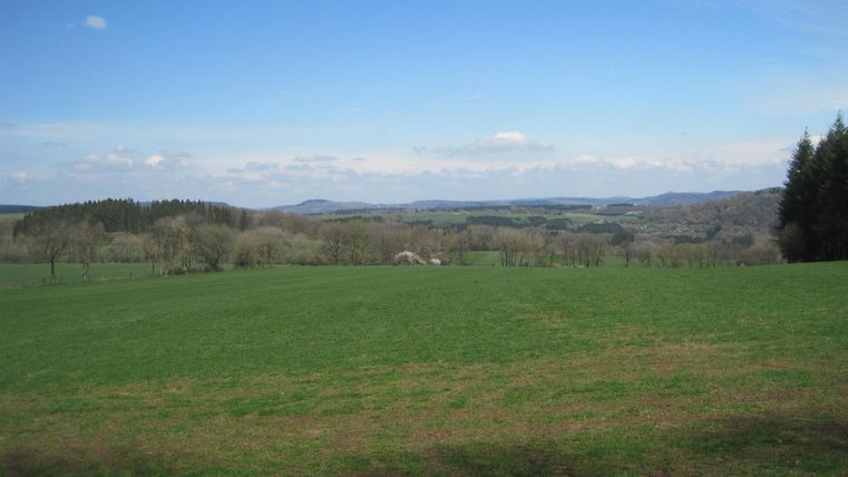 Blick auf eine grüne Wiese