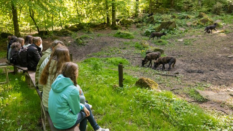 Besucher sitzen auf einer Bank und beobachten Wölfe in einem bewaldeten Gehege im Adler- und Wolfspark.