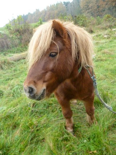 Ein kleines Pony mit langem, blonden Haar steht auf einer grünen Wiese. Im Hintergrund sind Bäume und eine ländliche Umgebung sichtbar.