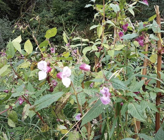 Mer de fleurs au bord du ruisseau, © Nicole Baller
