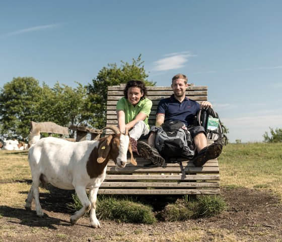 Dronketurm on the Eifelsteig_Hiking rest with goats, &copy; Eifel Tourismus GmbH, Dominik Ketz