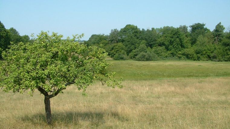 Eine grüne Wiese mit einem einzelnen Baum in der Mitte. Im Hintergrund sind dichte Bäume und ein klarer Himmel sichtbar.