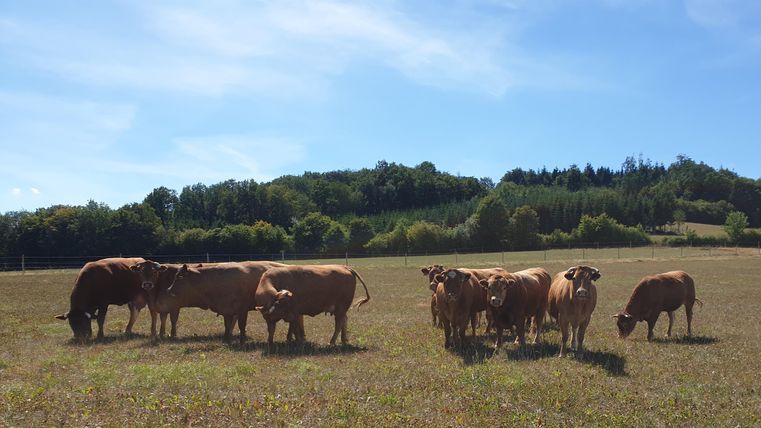 Eine Gruppe von Kühen auf einer grünen Wiese unter blauem Himmel. Im Hintergrund sind Bäume zu sehen.