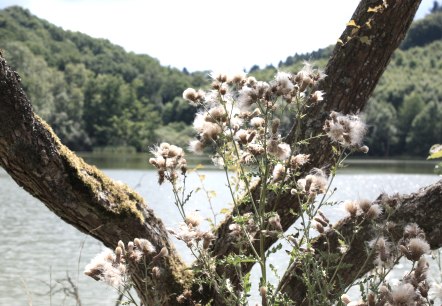 Das Immerather Maar, © GesundLand Vulkaneifel GmbH