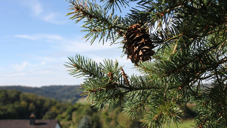 Een den tak met een kleine dennenappel staat op de voorgrond. Op de achtergrond strekt zich een heuvelachtige landschap uit onder een heldere lucht.
