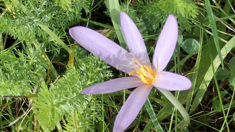 A delicate, purple flower with long petals grows on green grass. The bloom has yellow stamen in the center.
