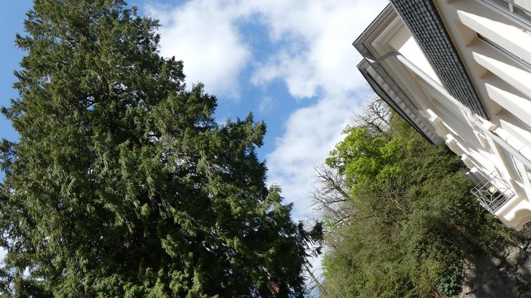 A large tree stands next to a building. The sky is blue with some clouds.