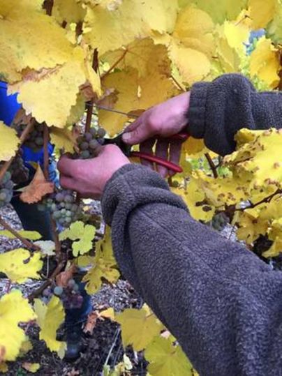 Hands are cutting grapes from a vine with yellow leaves. The atmosphere is autumnal with vivid colors.
