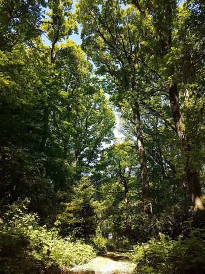 Ein ruhiger Waldweg, umgeben von hohen Bäumen und üppigem Grün. Das Sonnenlicht dringt sanft durch die Blätter.