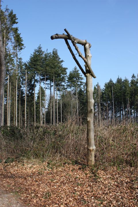 Ein stehender Baumstamm mit einem auffälligen verzweigten Ast. Umgeben von einem Wald mit vielen anderen Bäumen und einer klaren blauen Himmel.