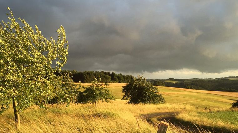 A tranquil landscape with golden fields and scattered trees. The sky is overcast, giving the scene a dramatic atmosphere.