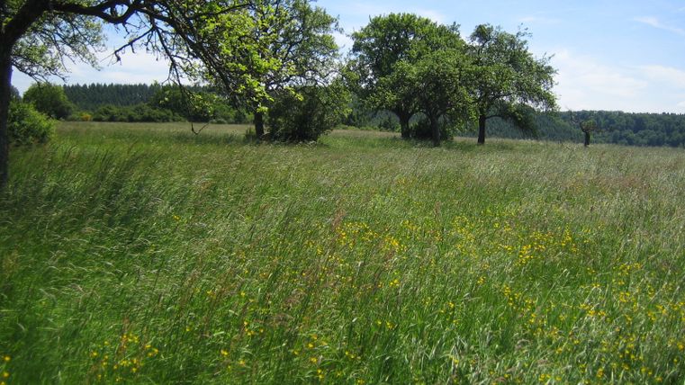 Grüne Wiese mit Bäumen und gelben Blumen unter blauem Himmel.