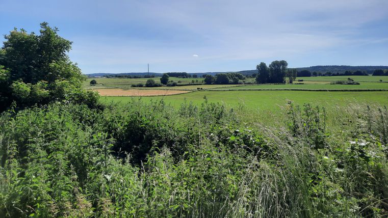 Een groene landschap met velden en bomen onder een heldere lucht. Op de achtergrond zijn zachte heuvels te zien.
